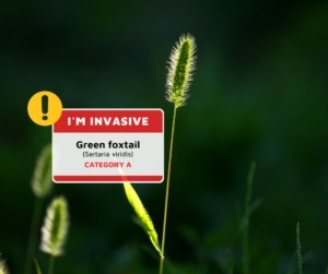 a picture of the invasive plant Green foxtail with a nametag that reads "I'm Invasive - Green foxtail Category A"